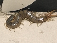 Scolopendra polymorpha