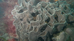 Stelletta conulosa