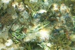 Halichoeres margaritaceus