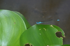 Pseudagrion nigrofasciatum