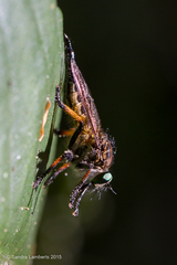 Amblyonychus