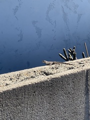 Sceloporus occidentalis longipes