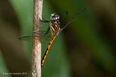 Dasythemis venosa