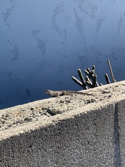 Sceloporus occidentalis longipes