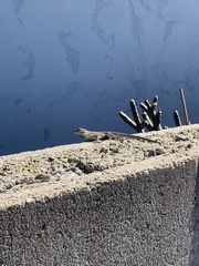 Sceloporus occidentalis longipes