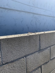 Sceloporus occidentalis longipes