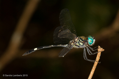 Micrathyria catenata