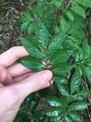 Solanum seaforthianum