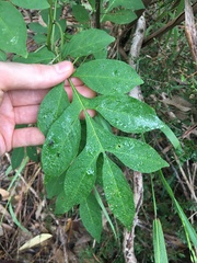 Solanum seaforthianum