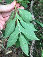 Solanum seaforthianum