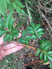 Solanum seaforthianum