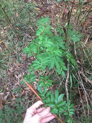 Solanum seaforthianum