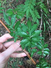 Solanum seaforthianum