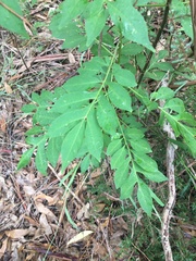 Solanum seaforthianum