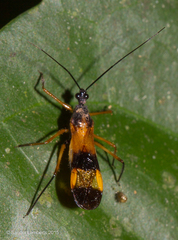 Hiranetis