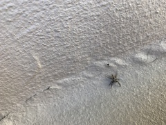 Menemerus bivittatus