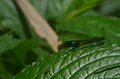 Rhinocypha heterostigma