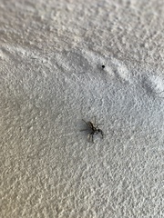 Menemerus bivittatus