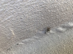 Menemerus bivittatus