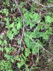 Adiantum aethiopicum