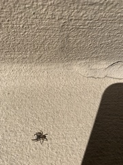 Menemerus bivittatus