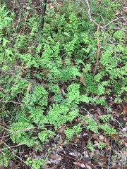 Adiantum aethiopicum