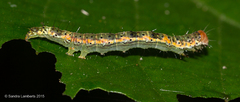 Drobeta