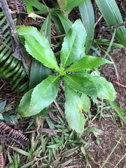 Scaevola gaudichaudiana