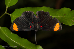 Melanis unxia