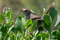 Cisticola aberrans