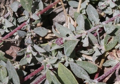 Atriplex coulteri
