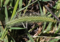 Hordeum intercedens