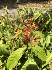 Ixora chinensis