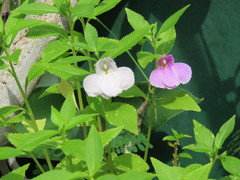 Impatiens balsamina