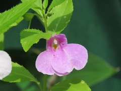 Impatiens balsamina