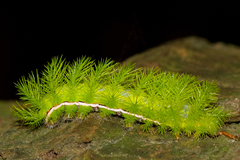 Automeris liberia
