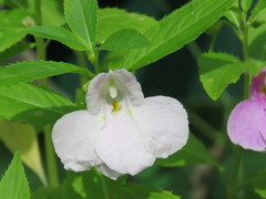 Impatiens balsamina