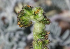 Schizomyia macrofila