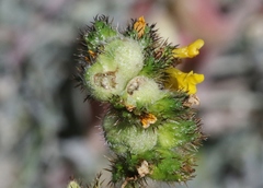 Schizomyia macrofila