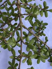 Coprosma depressa