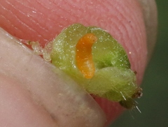 Schizomyia macrofila