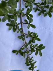 Coprosma depressa