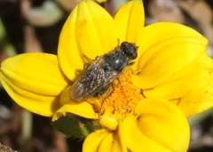Tetropismenus hirtus