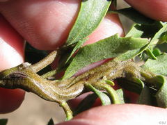 Rhopalomyia baccharis