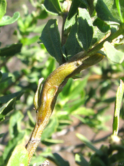 Rhopalomyia baccharis