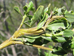 Rhopalomyia baccharis