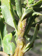 Rhopalomyia baccharis