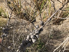 Allocasuarina mackliniana