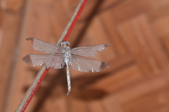 Zyxomma obtusum
