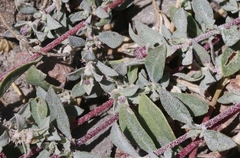 Atriplex coulteri